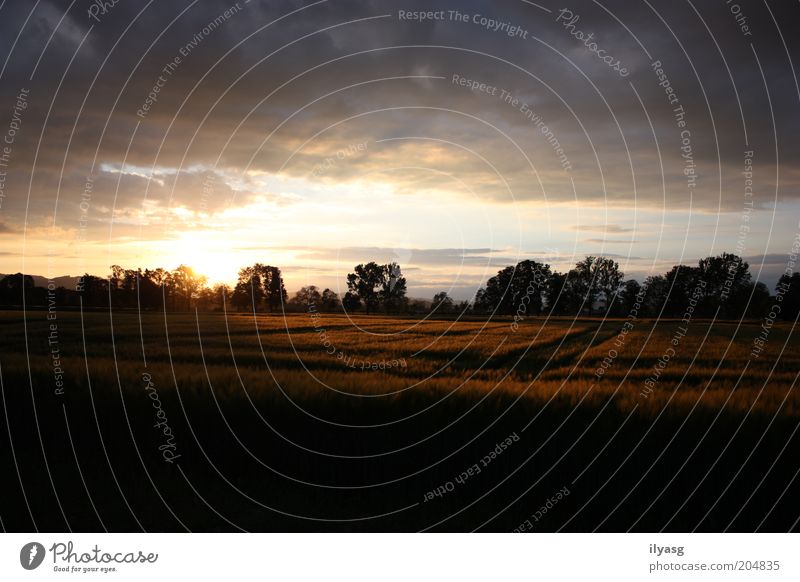 cornfield Environment Nature Landscape Sky Sun Sunrise Sunset Sunlight Beautiful weather Plant Tree Agricultural crop Grain Cornfield Field Deserted Free