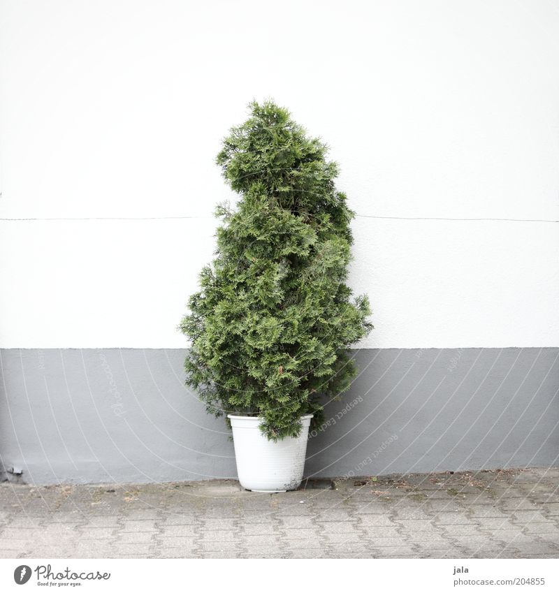 pot plant Plant Tree Foliage plant Pot plant Places Wall (barrier) Wall (building) Facade Good Gray Green White Colour photo Exterior shot Deserted