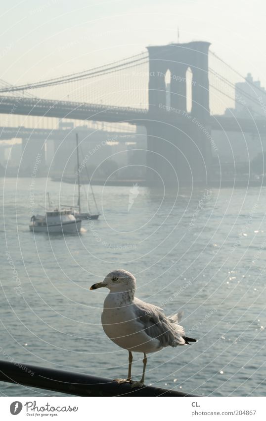 seagull and the city Town Bridge Manmade structures Architecture Tourist Attraction Brooklyn Bridge Animal Bird Animal face Wing Seagull 1 Wanderlust