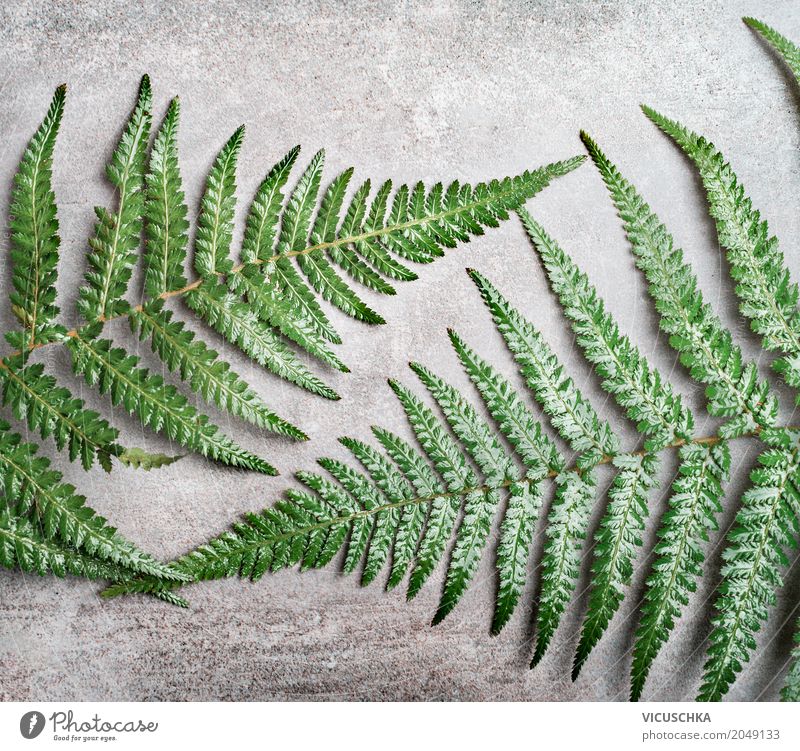 fern leaves on grey concrete background Lifestyle Style Design Nature Plant Fern Leaf Oasis Decoration Ornament Fern leaf Concrete City life Hipster Green Gray