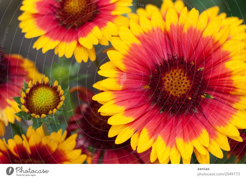 Large flowered girl's eye in red and yellow Coreopsis Summer Autumn flowers bleed Yellow Red Coreopsis grandiflora xenias Plant Blossoming