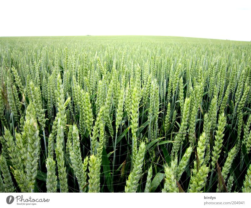 Food for everybody Grain Nature Plant Summer Agricultural crop Field Infinity Green Luxury Ear of corn Far-off places Colour photo Exterior shot Deserted Day