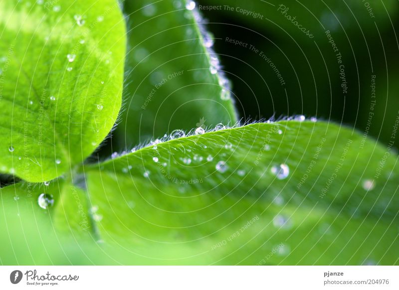 trickle Nature Drops of water Plant Flower Leaf Foliage plant Wild plant Glittering Esthetic Fresh Green Purity Tiny hair Colour photo Exterior shot Detail