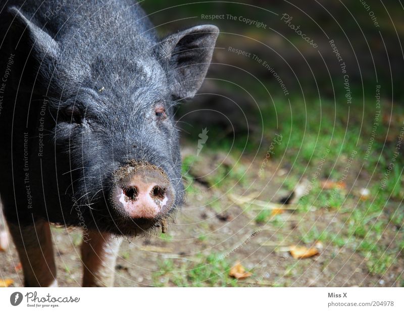 A Sugl Nature Animal Farm animal Zoo Petting zoo 1 Baby animal Dirty Swine Piglet Wild Colour photo Exterior shot Deserted Copy Space right Sunlight
