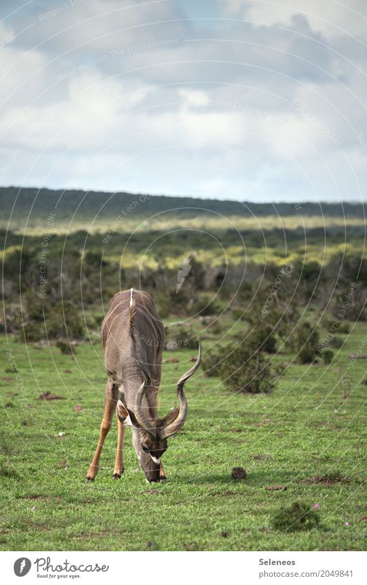 kudu Vacation & Travel Tourism Trip Adventure Far-off places Freedom Safari Expedition Environment Nature Landscape Sky Clouds Horizon Grass Bushes Animal