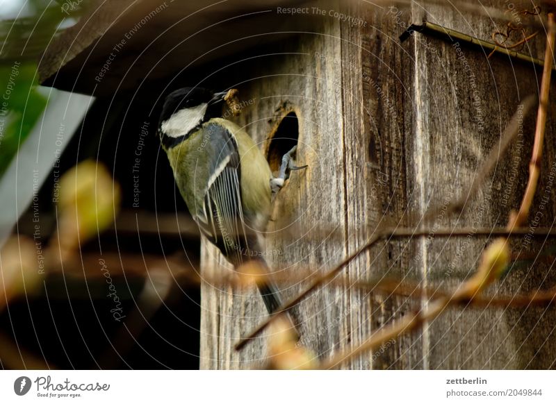 Tit with twig Tit mouse paridae Departure Landing Parental care Bird's eggs Parents Spring Feeding Garden House (Residential Structure) Nesting box