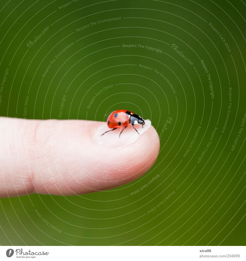 hubert, the fourth Fingers Animal Beetle 1 Red Ladybird Fingernail Colour photo Exterior shot Close-up Detail Copy Space top Copy Space bottom Happy Green