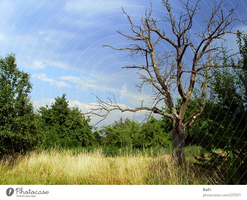 The transience of life Tree Headstrong Grass Clouds Summer Bushes Sun
