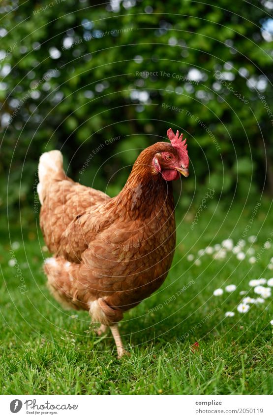 I wish I was a chicken Food Meat Egg Nutrition Eating Breakfast Wellness Leisure and hobbies Living or residing Easter Environment Nature Garden Meadow Field