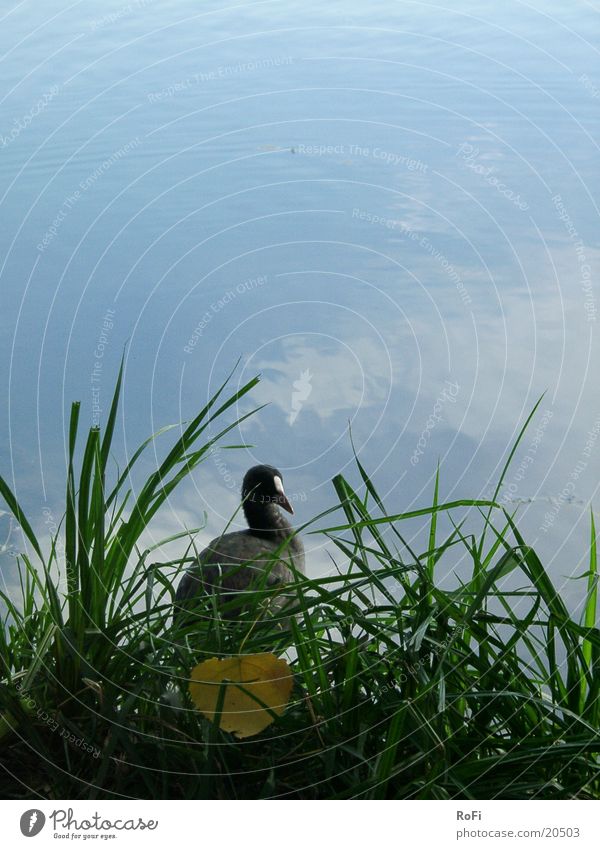 coot Coot Bird Grass Lake Leaf Water Gull birds Blue
