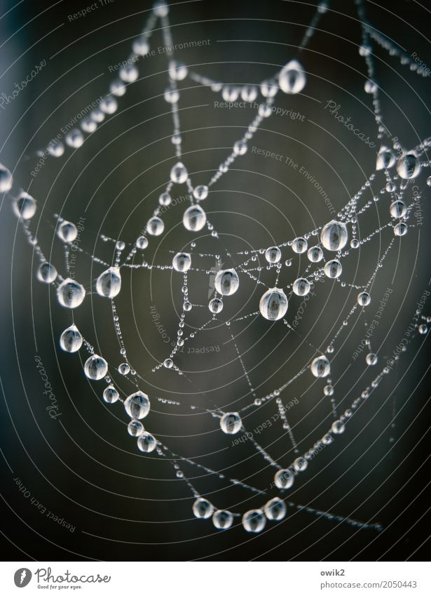 At the jeweller's Environment Nature Drops of water Beautiful weather Cobwebby Spider's web Movement Hang Exceptional Thin Firm Glittering Near Wet Round Many