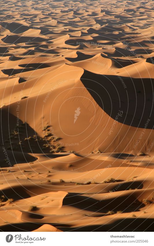 Sahara in Morocco Environment Nature Landscape Sand Beautiful weather Desert Vacation & Travel Dune Colour photo Exterior shot Deserted Morning Light Shadow