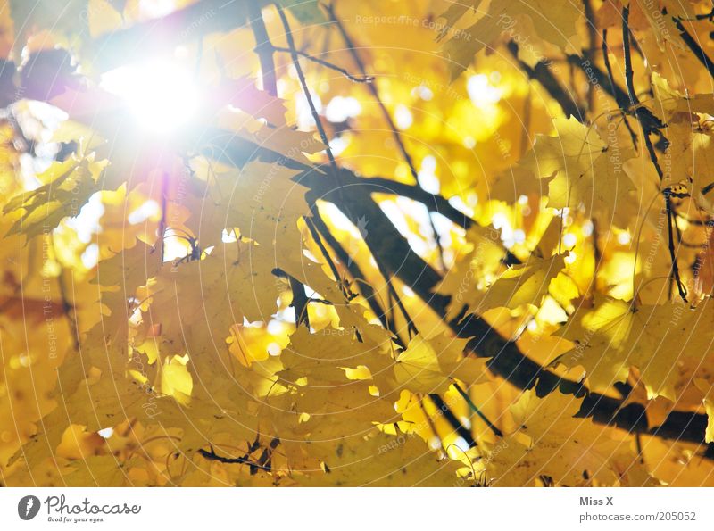 Autumn is daaa Tree Leaf Yellow Gold Sun Branch Maple tree Autumn leaves Autumnal Colour photo Multicoloured Exterior shot Reflection Sunlight Sunbeam Branchage