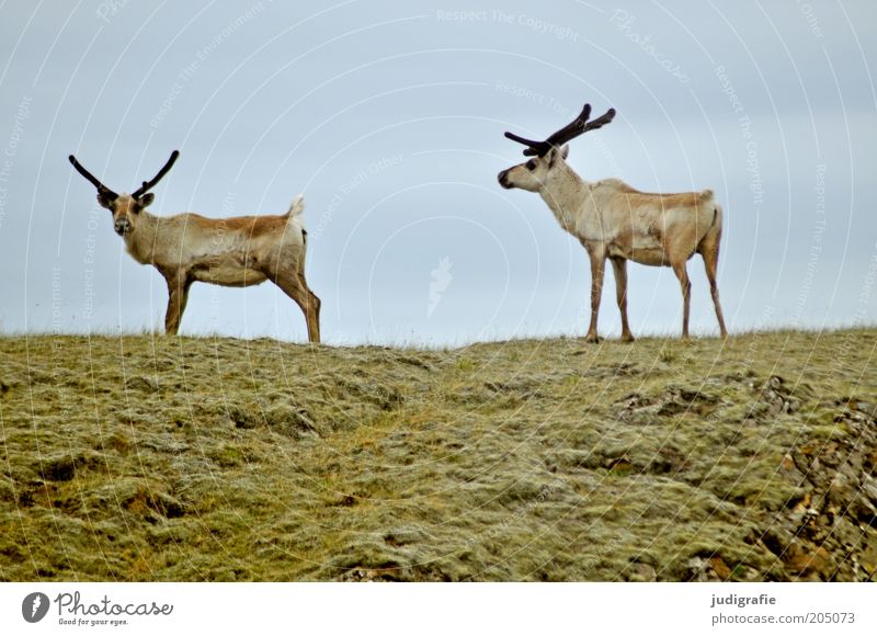 Iceland Environment Nature Sky Grass Meadow Hill Animal Wild animal Reindeer 2 Observe Going Stand Natural Moody Expectation Pair of animals Together