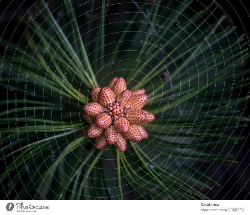 Striped rows | Pine cone blossom Nature Plant Spring Tree Blossom Jawbone pine cone pine cone blossom Park Forest Blossoming Growth Esthetic Fragrance Brown