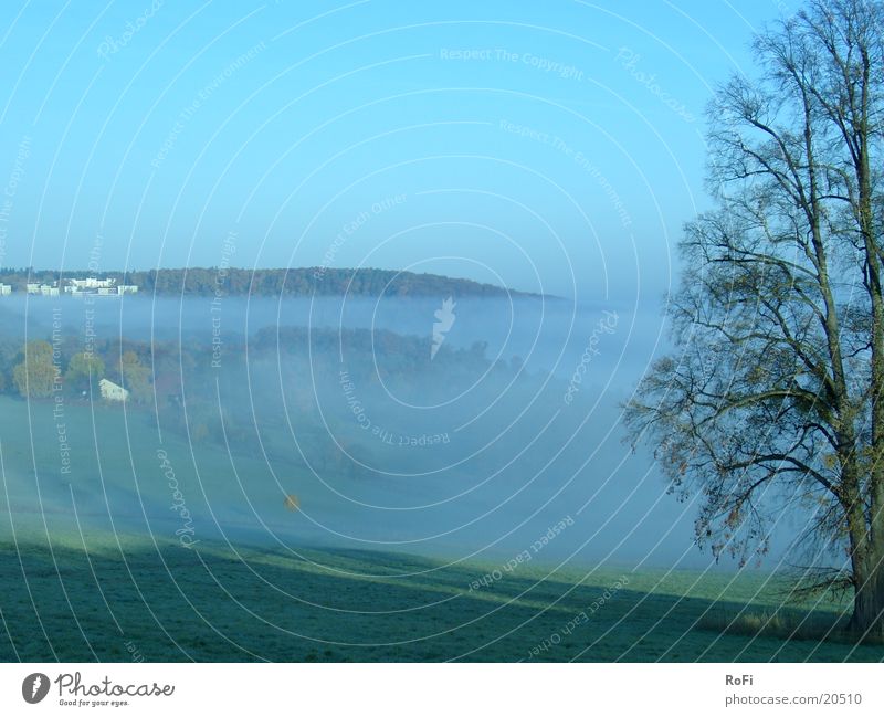 Morning fog in blue Fog Hill Tree Autumn Meadow Blue