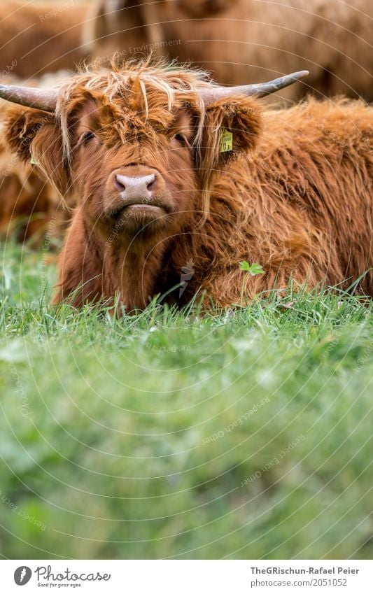 highland cattle Animal Farm animal Cow 1 Brown Green Antlers Nose Snout Eyes Hair and hairstyles Cattle High plain Highland cattle Long-haired Tousled