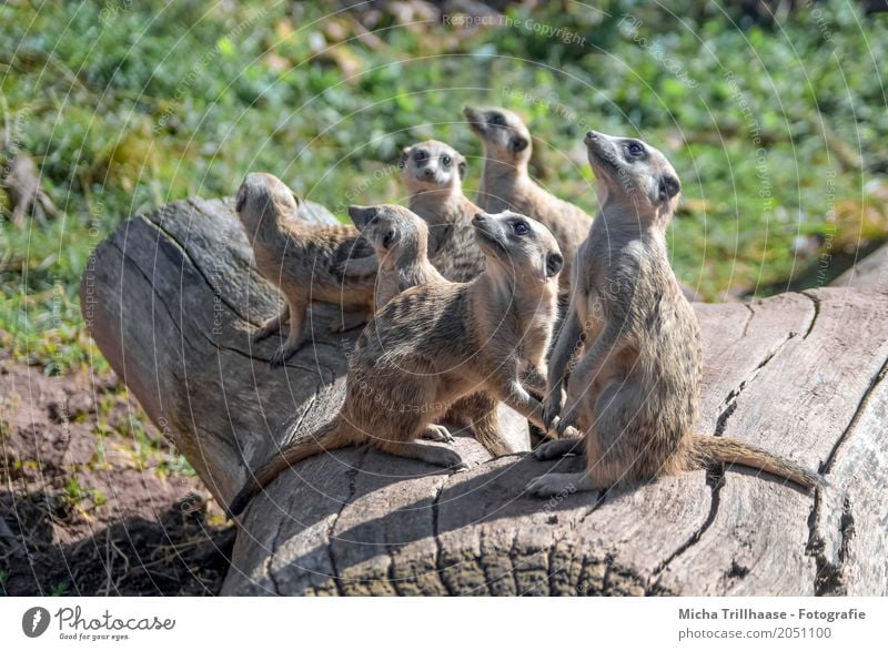 Meerkat family on the tree trunk Nature Animal Sun Sunlight Weather Beautiful weather Plant Tree Grass Wild animal Animal face Pelt Claw Paw Group of animals