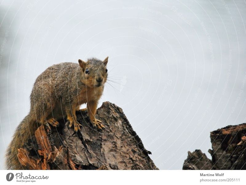 oregon squirrel II Nature Animal USA Oregon North America Wild animal Squirrel 1 Wood Curiosity Colour photo Subdued colour Exterior shot Deserted