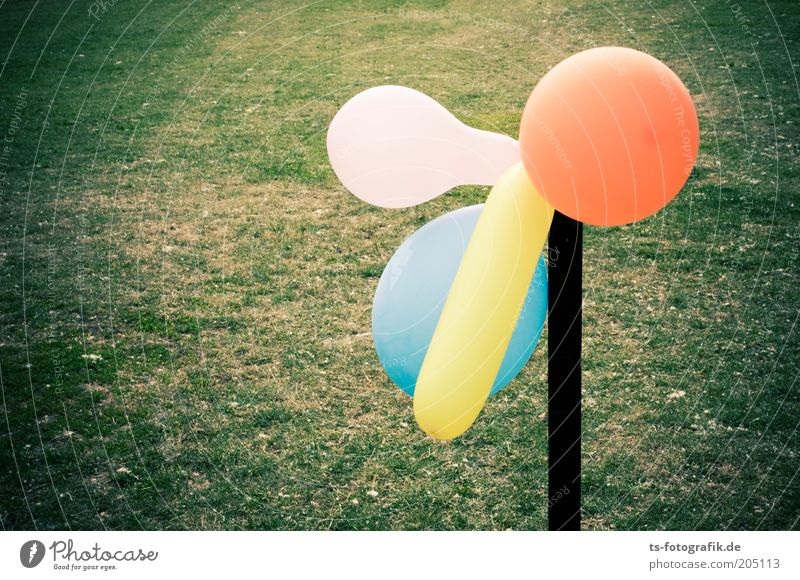 What are you looking at? Grass Balloon Rod Pole Round Blue Yellow Green Pink Orange Multicoloured Colour photo Exterior shot Detail Deserted Copy Space left