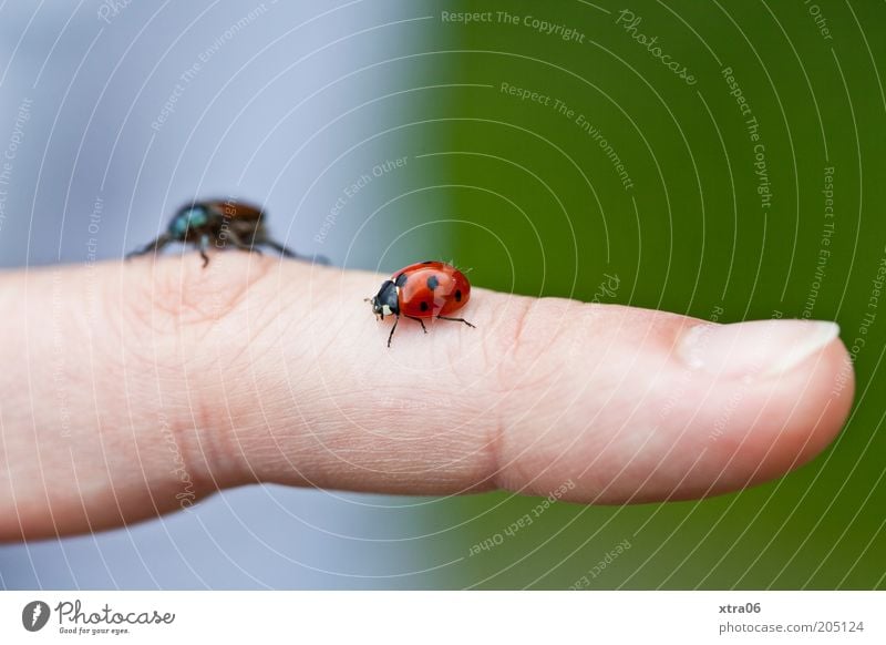 hubert III. vs. hubert IV. Fingers Animal Beetle Ladybird June beetle Fingernail Crawl Colour photo Exterior shot Close-up Detail Copy Space top Sunlight