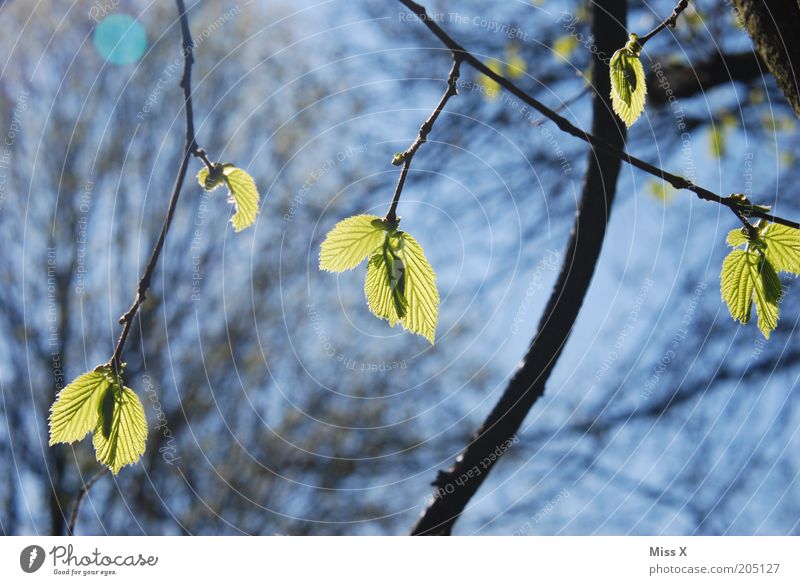 spring is daaa Nature Spring Tree Leaf Fresh Beginning Branch Leaf bud Make green Colour photo Exterior shot Close-up Deserted Day Light Shadow Sunlight