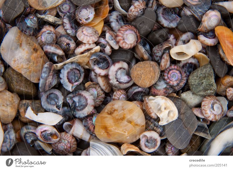New Zealand 101 Coast Beach Ocean Island Wild animal Dead animal Mussel Stone Beautiful Broken Uniqueness Environment Environmental pollution Colour photo