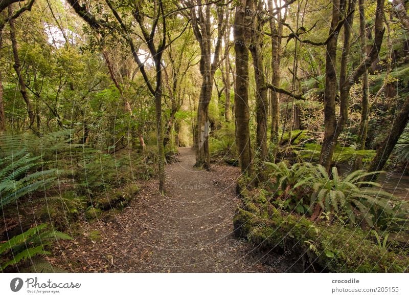 New Zealand 108 Environment Nature Plant Tree Moss Fern Pteridopsida Wild plant Virgin forest Esthetic Exceptional Spring fever Hope Colour photo Subdued colour