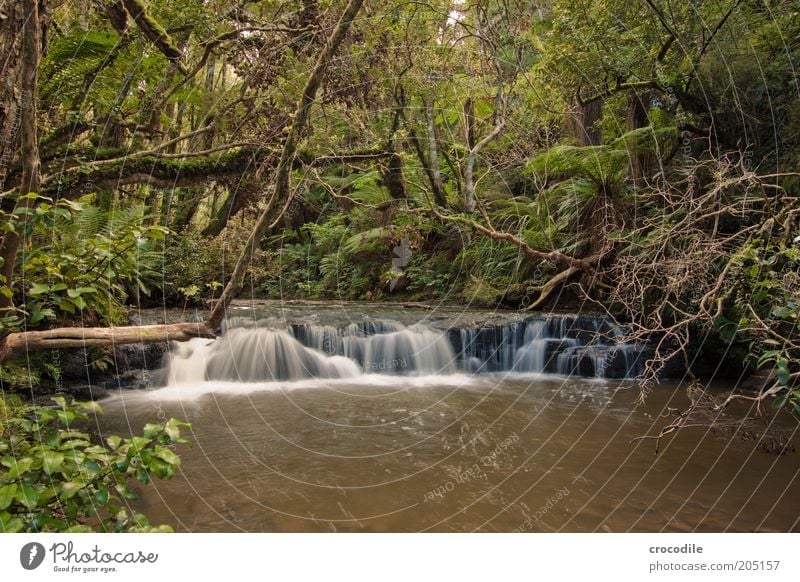 New Zealand 105 Environment Nature Water Plant Tree Moss Fern Pteridopsida Wild plant Virgin forest Brook River Waterfall Esthetic Exceptional Colour photo