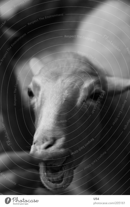 tame Farm animal 1 Animal Delicious Deep depth of field Animal portrait Sheep Head Close-up Hand Feeding To feed Black & white photo Cattle breeding Agriculture