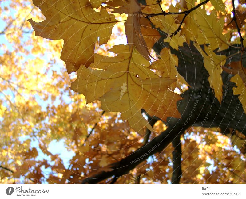autumn foliage Autumn Leaf Tree Oak tree Forest