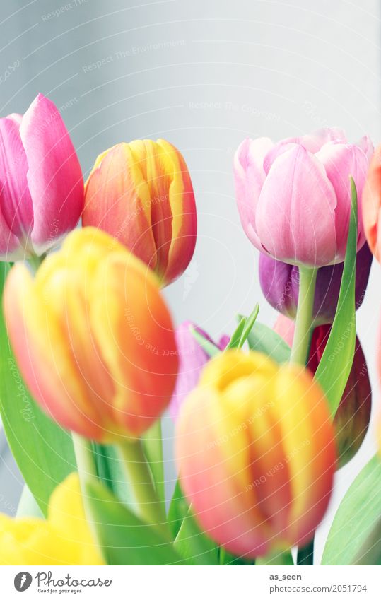 bouquet Lifestyle Wellness Harmonious Senses Relaxation Decoration Easter Birthday Environment Nature Spring Summer Plant Flower Tulip Bouquet Blossoming