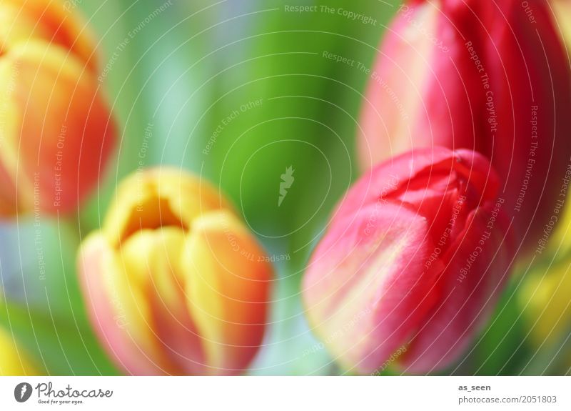 tulip flowers Lifestyle Design Exotic Happy Valentine's Day Mother's Day Easter Birthday Nature Plant Spring Summer Flower Tulip Garden Park Netherlands