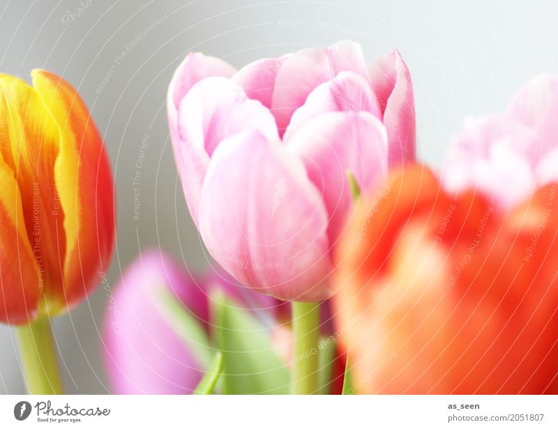 Colourful Tulips Design Exotic Cosmetics Wellness Life Harmonious Decoration Feasts & Celebrations Mother's Day Easter Birthday Nature Spring Summer Plant