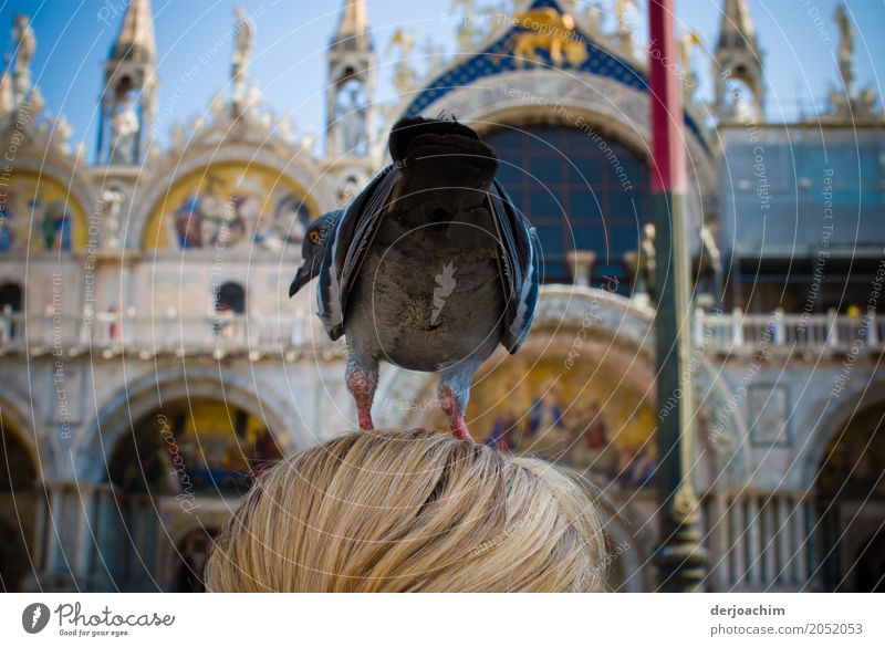 High seat ? You can only see the hair! A dove has landed on the blonde head of a woman. Seen in St Mark's Square in Venice. Joy Happy Life Vacation & Travel