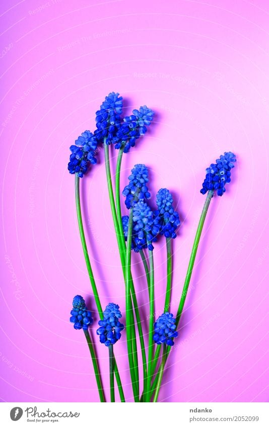 Blue spring flowers on a pink surface Valentine's Day Wedding Birthday Plant Flower Blossom Bouquet Feasts & Celebrations Fresh Natural Green Pink Floral