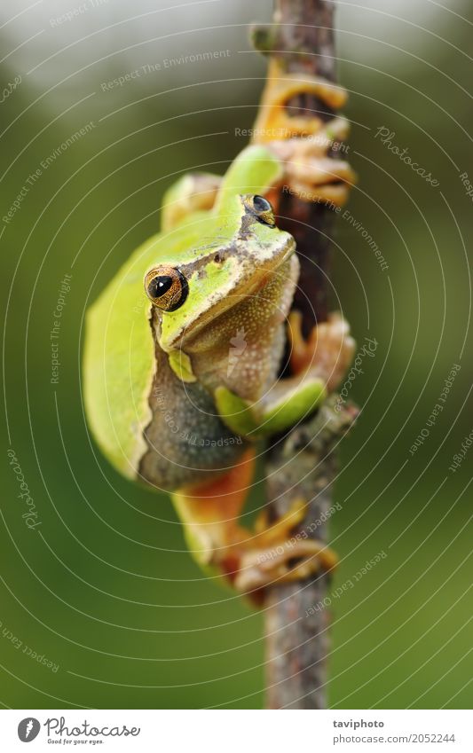 Treefrog Relaxation Nature - a Royalty Free Stock Photo from Photocase