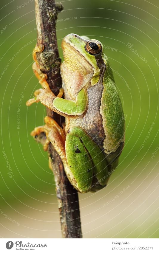 cute european tree frog climbing on twig Beautiful Climbing Mountaineering Environment Nature Animal Tree Forest Small Natural Curiosity Cute Wild Green Colour