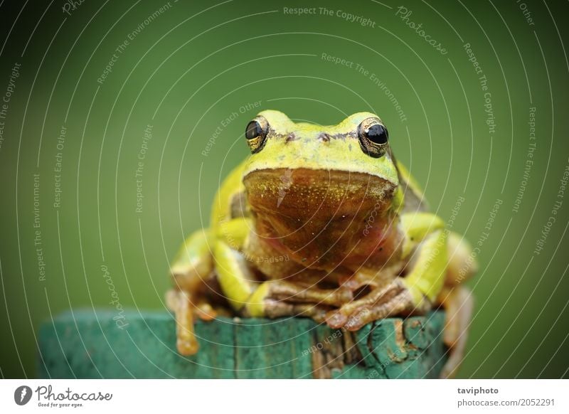tree frog looking at camera Beautiful Environment Nature Animal Tree Observe Friendliness Small Natural Cute Wild Green Colour hyla arborea Conceptual design