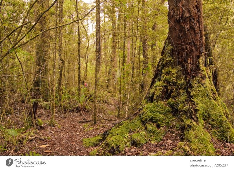 New Zealand 154 Environment Nature Water Plant Tree Moss Wild plant Virgin forest Esthetic Exceptional Romance Colour photo Subdued colour Exterior shot