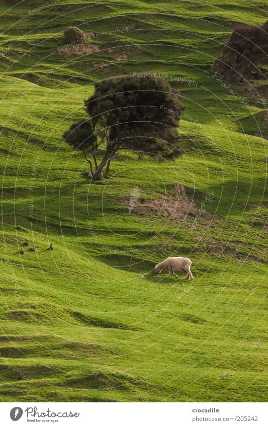 New Zealand 158 Environment Nature Spring Plant Tree Grass Meadow Hill Island Farm animal Sheep Contentment Wanderlust Voracious Colour photo Light Shadow