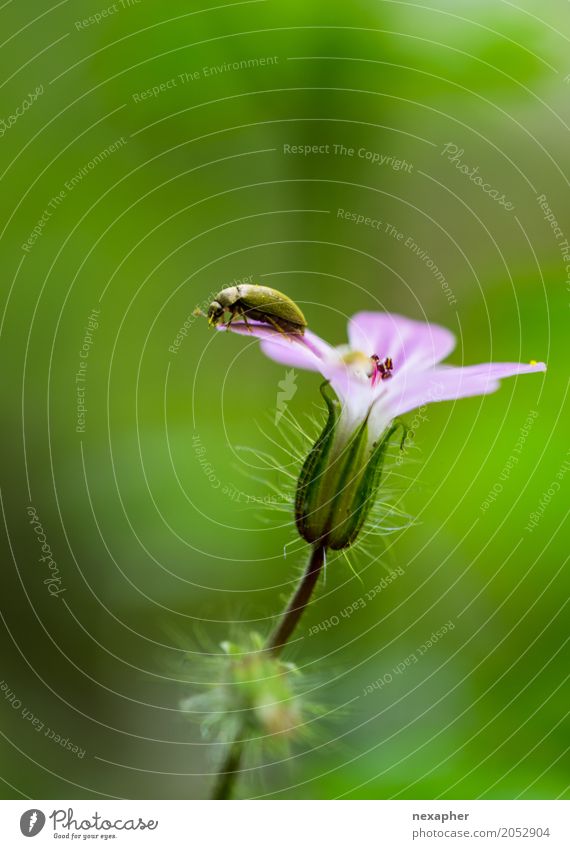 Should I stay or should I go now Nature Animal Spring Flower Blossom Forest Jump Stand Wait Tall Green Pink Euphoria Bravery Adventure Movement Hope Uniqueness