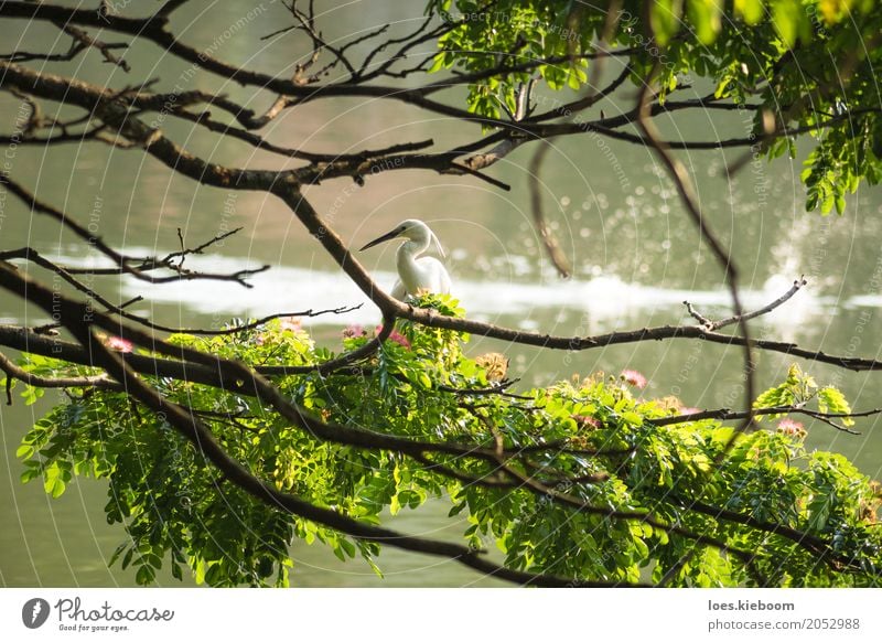 white bird along a lake Beverage Nature Peace Sri Lanka Asia tree branches Kandy wildlife peaceful holy water animal Wild feather pond one sun great aquatic