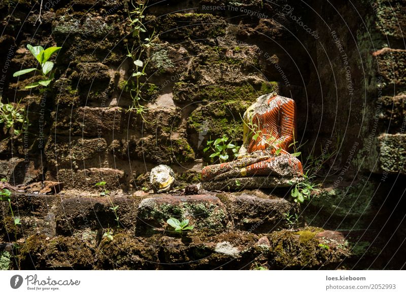 Beheaded Buddha Vacation & Travel Peace Religion and faith Sri Lanka Asia Iceland buddhism Anuradhapura Nakha Vihara hidden temple jungle bricks leaves Moss