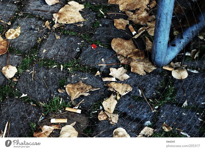 red dot Autumn Leaf Paving stone Cigarette Trash Ground Stone Tobacco products Down-to-earth Colour photo Exterior shot Detail Deserted Day Seam Autumn leaves