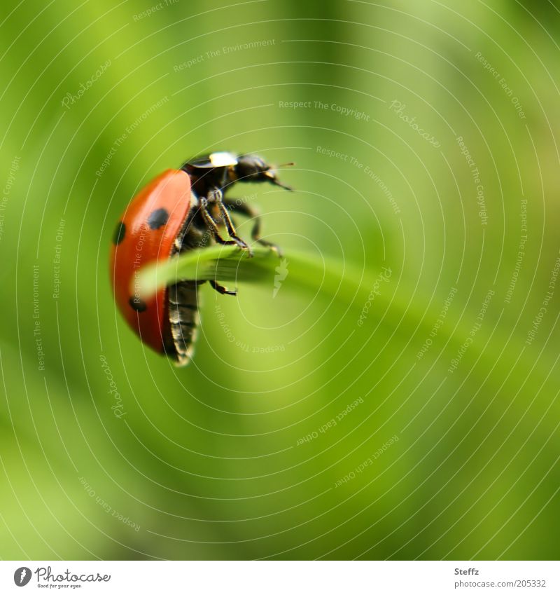 Hold on tight Ladybird lucky beetle To hold on Easy Ease Posture balance Happy Good luck charm Congratulations Beetle balancing act Balance keep one's balance