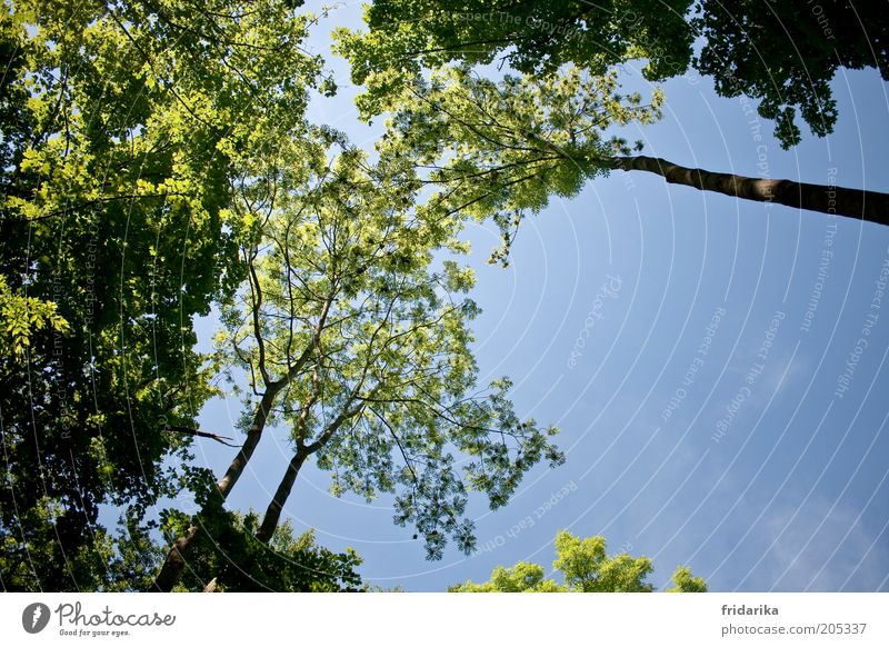 in the mixed forest Environment Nature Landscape Plant Air Sky Cloudless sky Spring Beautiful weather Tree Tree trunk Branch Forest Esthetic Authentic