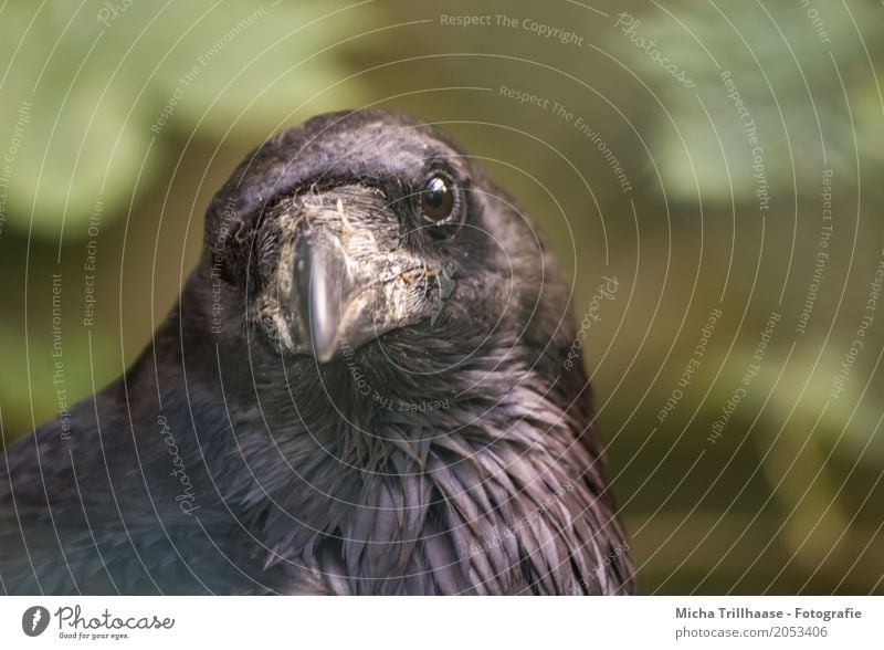 In view Environment Nature Animal Sun Weather Beautiful weather Wild animal Bird Animal face Crow Raven birds cabbage Beak Eyes Feather 1 Observe Flying