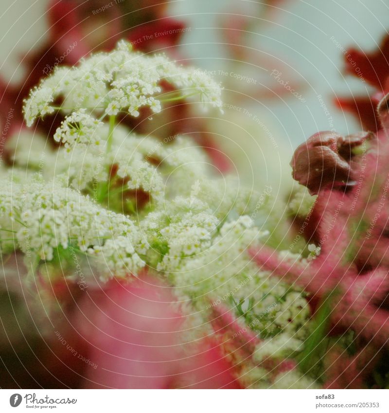 accessories Plant Spring Flower Blossom Wild plant Esthetic Fragrance Beautiful Near White Colour photo Macro (Extreme close-up) Back-light Deep depth of field