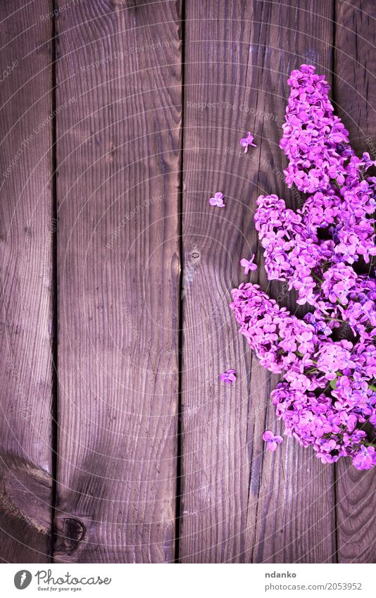 Purple lilac branch Easter Plant Leaf Blossom Bouquet Wood Feasts & Celebrations Fresh Natural Brown Violet Colour blooming Bud Floral spring Blossom leave